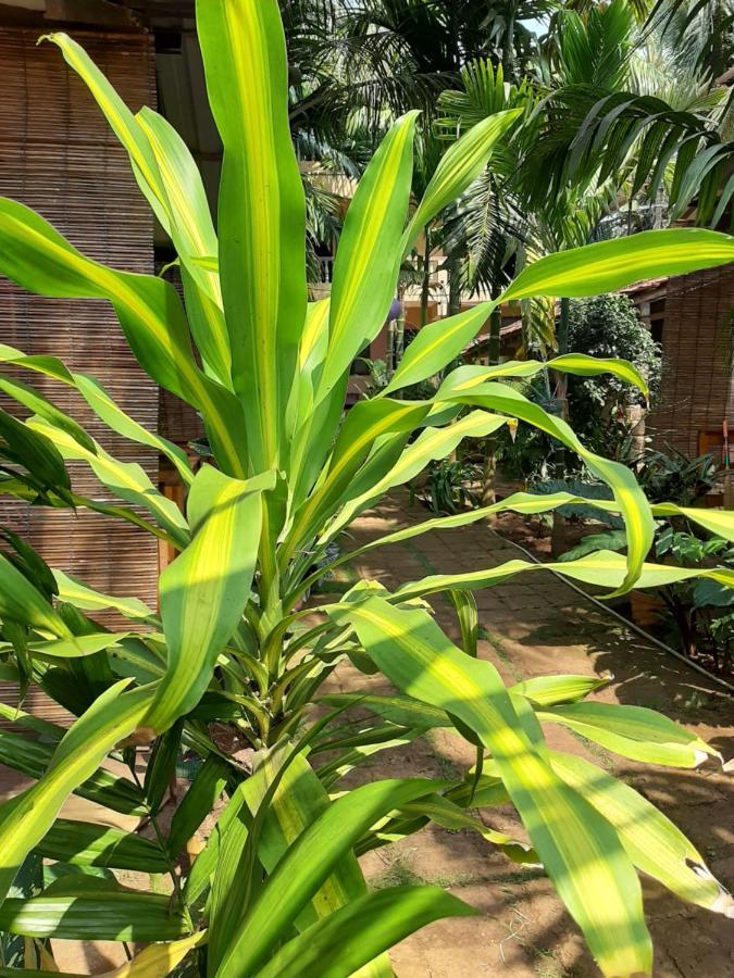 Agonda Holiday Home Exterior photo